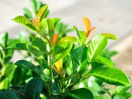 Lorbeerkirsche "Etna", Prunus laurocerasus "Etna"