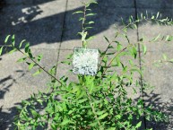 Weiße Rispen-Spiere "Grefsheim", Spiraea cin. "Grefsheim"