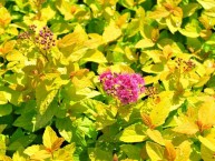 Kissen-Spiere "Golden Princess", Spiraea japonica "Golden Princess"