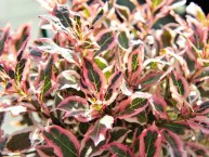Glockenstrauch "Monet", Weigela "Monet"