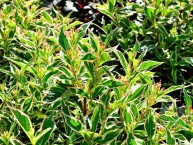 Glockenstrauch "Nana Variegata", Weigela "Nana Variegata"