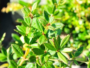 Großblättrige Berberitze , Berberis julianae