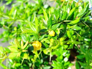 Immergrüne Kissen-Berberitze, Berberis verruculosa