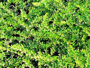 Immergrüne Kriech-Heckenkirsche, Lonicera pileata