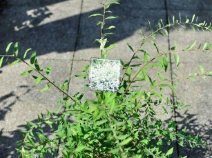 Weiße Rispen-Spiere "Grefsheim", Spiraea cin. "Grefsheim"