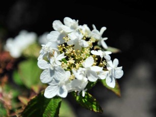 Gefüllter Japanischer Schneeball "Watanebe", Viburnum plicatum