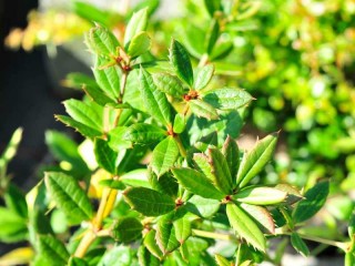 Gro&szlig;bl&auml;ttrige Berberitze