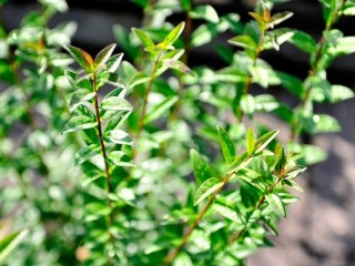 Stumpfblatt-Liguster "Atrovirens", Ligustrum vulgare "Atrovirens"