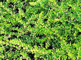 Immergrüne Kriech-Heckenkirsche, Lonicera pileata