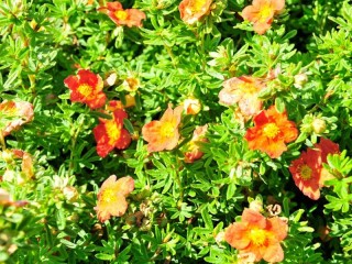 Fingerstrauch "Red Ace", Potentilla fruticosa "Red Ace"