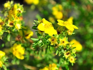 Fingerstrauch "Goldfinger", Potentilla fruticosa "Goldfinger"