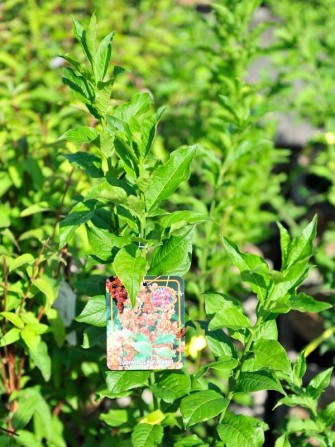 Reichfruchtendes Pfaffenh&uuml;tchen