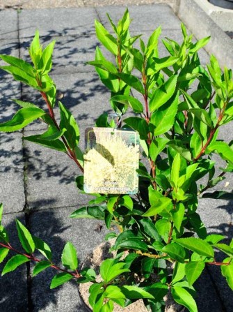 Goldgl&ouml;ckchen, Forsythia Lynnwood