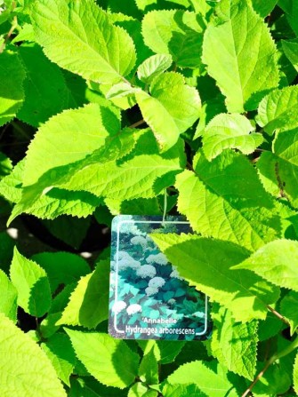 Strauch-Hortensie "Annabelle", Hydrangea arbor. "Annabelle"