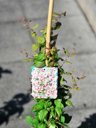 Perlmuttstrauch, Kolkwitzia amabilis