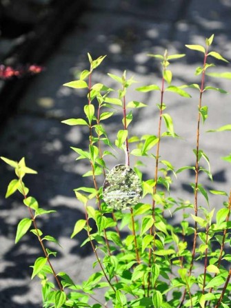 Gartenjasmin "Manteu d'Hermine", Philadelphus "Manteu d'Hermine"