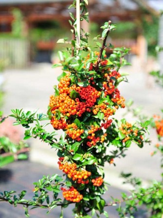 Feuerdorn "Orange Glow", Pyracantha "Orange Glow"