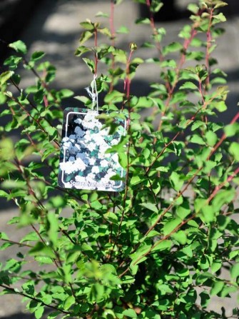Pracht-Spiere, Spiraea vanhouttei