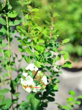 Schneebeere, Symphoricarpos albus var. laevigatus