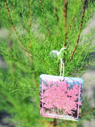 Rosa Fr&uuml;hlings-Tamariske , Tamarix parviflora