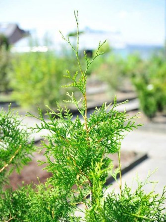 Lebensbaum "Brabant", Thujy occidentalis "Brabant"