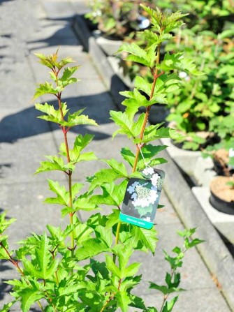Schneeball, Viburnum opulus