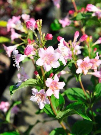 Glockenstrauch "Styriaca", Weigela "Styriaca"