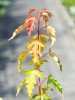 Feuer Ahorn, Acer ginnala