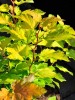 Gelbe Fasanenspiere "Darts Gold", Physocarpus "Darts Gold"