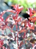 Rotlaubige Fasanenspiere "Lady in Red", Physocarpus "Lady in Red"