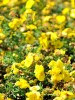 Fingerstrauch "Goldteppich", Potentilla fruticosa "Goldteppich"