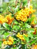 Feuerdorn "Soleil d'Or", Pyracantha "Soleil d'Or"