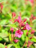 Glockenstrauch "Bristol Ruby", Weigela "Bristol Ruby"