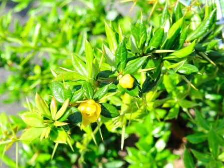Immergr&uuml;ne Kissen-Berberitze, Berberis verruculosa