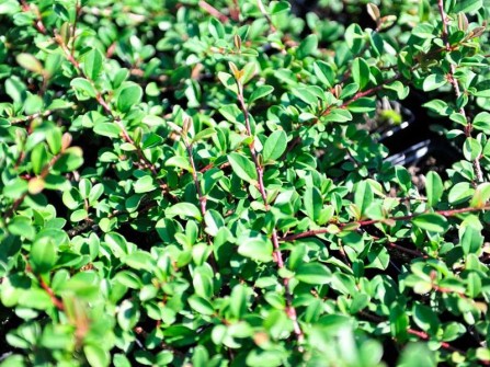 Kriechmispel "Eichholz", Cotoneaster "Eichholz"