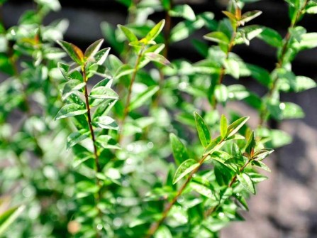 Stumpfblatt-Liguster "Atrovirens", Ligustrum vulgare "Atrovirens"