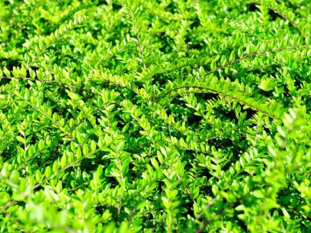 Gei&szlig;blatt "Maigr&uuml;n", Lonicera nitida "Maigr&uuml;n"