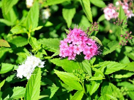 Kissen-Spiere "Shirobana", Spiraea japonica "Shirobana"