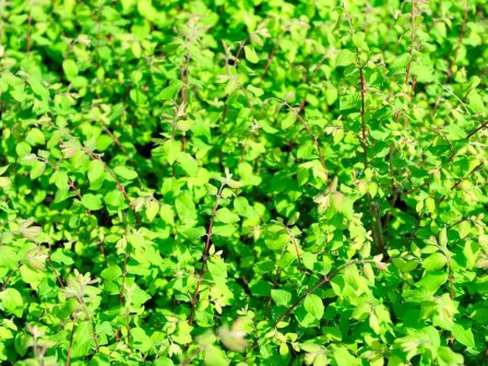 Niedrige Purpurbeere "Hancock", Symphoricarpos chenaultii 'Hancock'