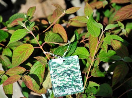 Gef&uuml;llter Japanischer Schneeball "Mariesii", Viburnum plicatum "Mariesii"