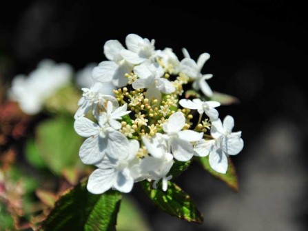 Gef&uuml;llter Japanischer Schneeball "Watanebe", Viburnum plicatum