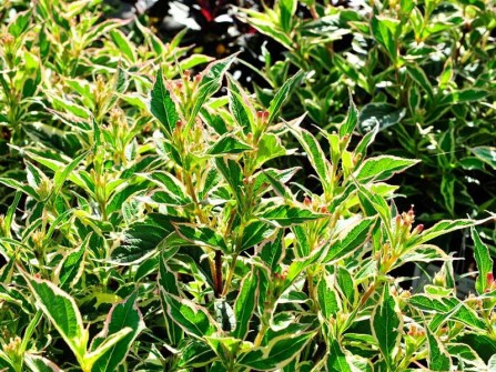 Glockenstrauch "Nana Variegata", Weigela "Nana Variegata"