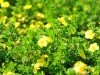 Fingerstrauch "Kobold", Potentilla fruticosa "Kobold"
