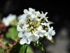 Gef&uuml;llter Japanischer Schneeball "Watanebe", Viburnum plicatum